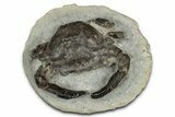 Eocene Fossil Crab (Megakos) - Washington State #355018-1